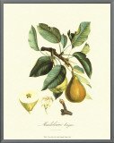 Pear
