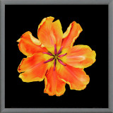 Buy Apricot Parrot at AllPosters.com