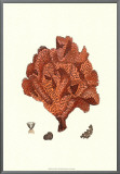 Red Coral IV