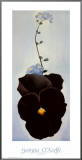 Pansy, 1926