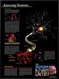 Knowing Neurons