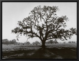 Oak Tree, Sunrise