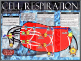 Cellular Respiration