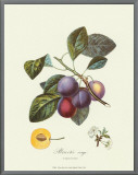 Plums