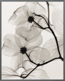 Buy Dogwood Blossoms at AllPosters.com