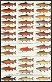Trout, Salmon & Char of North America I