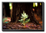 Determination: Little Pine