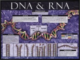 Buy DNA & RNA at AllPosters.com