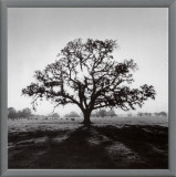 Buy Oak Tree, Sunrise at AllPosters.com