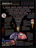 Brain Facts