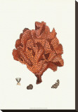 Red Coral IV