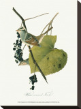 Finch