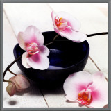 Buy Orchid in a Bowl at AllPosters.com