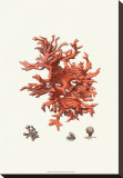 Buy Red Coral III at AllPosters.com
