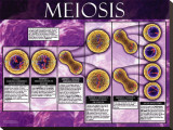 Meiosis