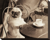 Cafe Pug