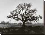 Buy Oak Tree, Sunrise at AllPosters.com