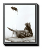 Cat and Mouse