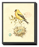 Buy Gilded Songbird II at AllPosters.com