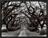 Buy Path in the Oaks II, Louisiana at AllPosters.com