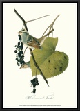 Finch