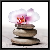 Orchidee aux Galets,