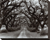 Buy Path in the Oaks II, Louisiana at AllPosters.com