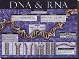 Buy DNA & RNA at AllPosters.com