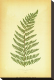 Buy Fern V at AllPosters.com