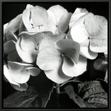 Buy Hydrangea at AllPosters.com