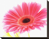 Magenta Gerbera