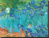Irises, c.1889 Stretched Canvas Print