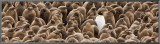 Buy Individuality: Penguin at AllPosters.com
