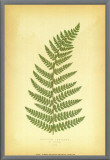 Buy Fern V at AllPosters.com