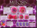 Mitosis & Cytokinesis