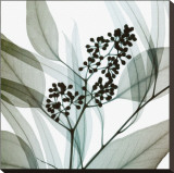 Eucalyptus