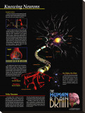 Knowing Neurons