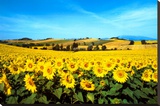 Buy Sunflowers Field, Umbria at AllPosters.com