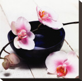 Orchid in a Bowl