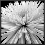 Buy Mum at AllPosters.com