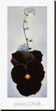 Pansy, 1926