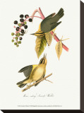 Warbler