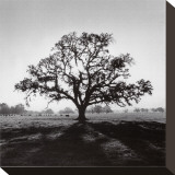Buy Oak Tree, Sunrise at AllPosters.com