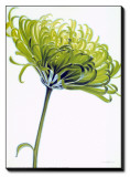 Buy Green Chrysanthemum at AllPosters.com