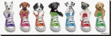 Sneaker Pup Line-Up