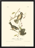 Hudson's Bay Titmouse