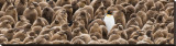Buy Individuality: Penguin at AllPosters.com