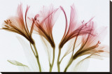 Alstromeria