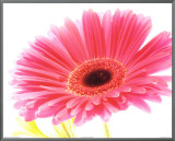 Magenta Gerbera