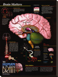 Brain Matters